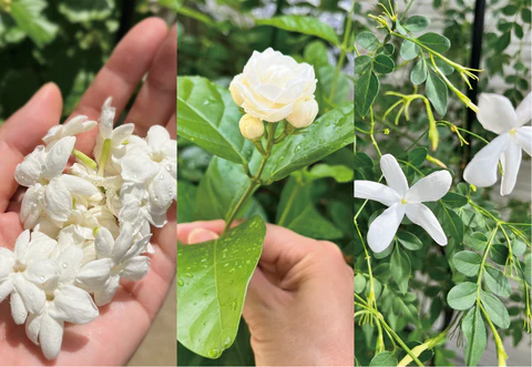 About us｜クレイジージャスミン