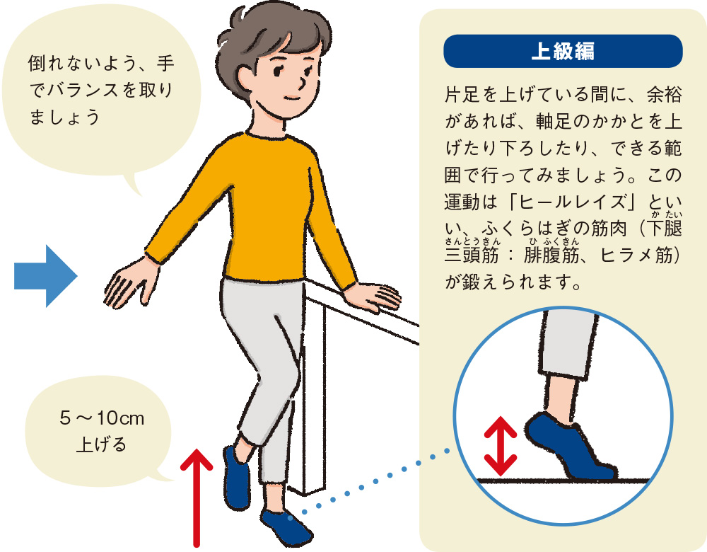 倒れないよう、手でバランスを取りましょう 5～10cm上げる 上級編 片足を上げている間に、余裕があれば、軸足のかかとを上げたり下ろしたり、できる範囲で行ってみましょう。この運動は「ヒールレイズ」といい、ふくらはぎの筋肉（下腿三頭筋：腓腹筋、ヒラメ筋）が鍛えられます。