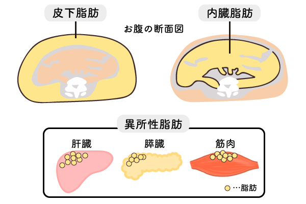 体脂肪とは、文字のごとく体につく脂肪のことです