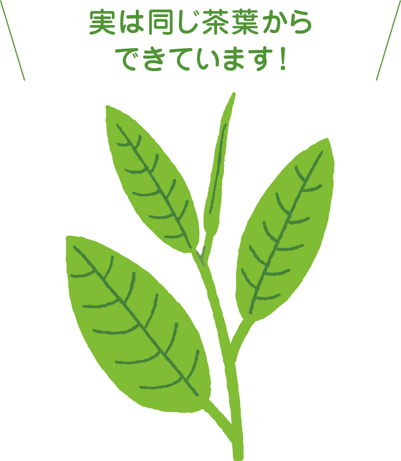 実は同じ茶葉からできています！