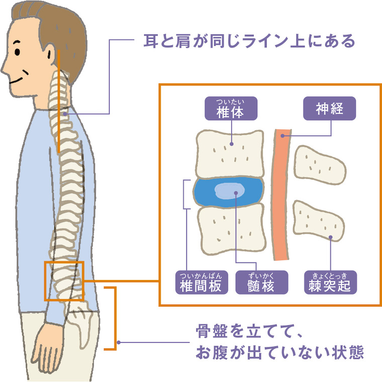 耳と肩が同じライン上にある。椎体（ついたい）、神経、椎間板（ついかんばん）、髄核（ずいかく）、棘突起（きょくとっき）。骨盤を立てて、お腹が出ていない状態