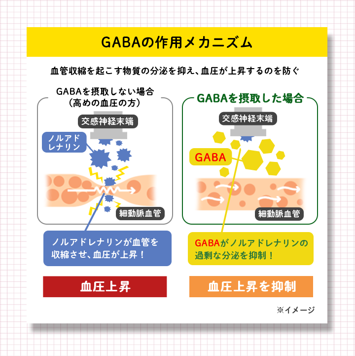 GABAの作用メカニズム　血管収縮を起こす物質の分泌を抑え、血圧が上昇するのを防ぐ　GABAを摂取しない場合（高めの血圧の方）･･･ノルアドレナリンが血管を収縮させ、血圧が上昇！　GABAを摂取した場合･･･GABAがノルアドレナリンの過剰な分泌を抑制！