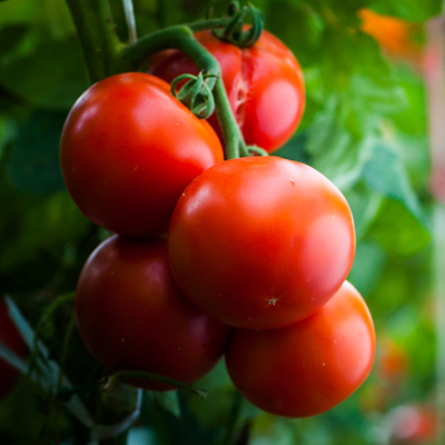 トマト5個分<small>※</small>使ったトマト飲料