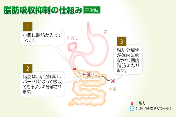 通常の脂肪吸収抑制の仕組み