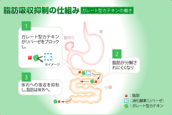ガレート型カテキンの働きによる脂肪吸収抑制の仕組み