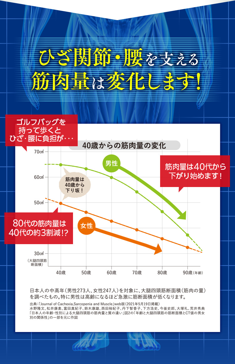 ひざ関節・腰を支える筋肉量は変化します！