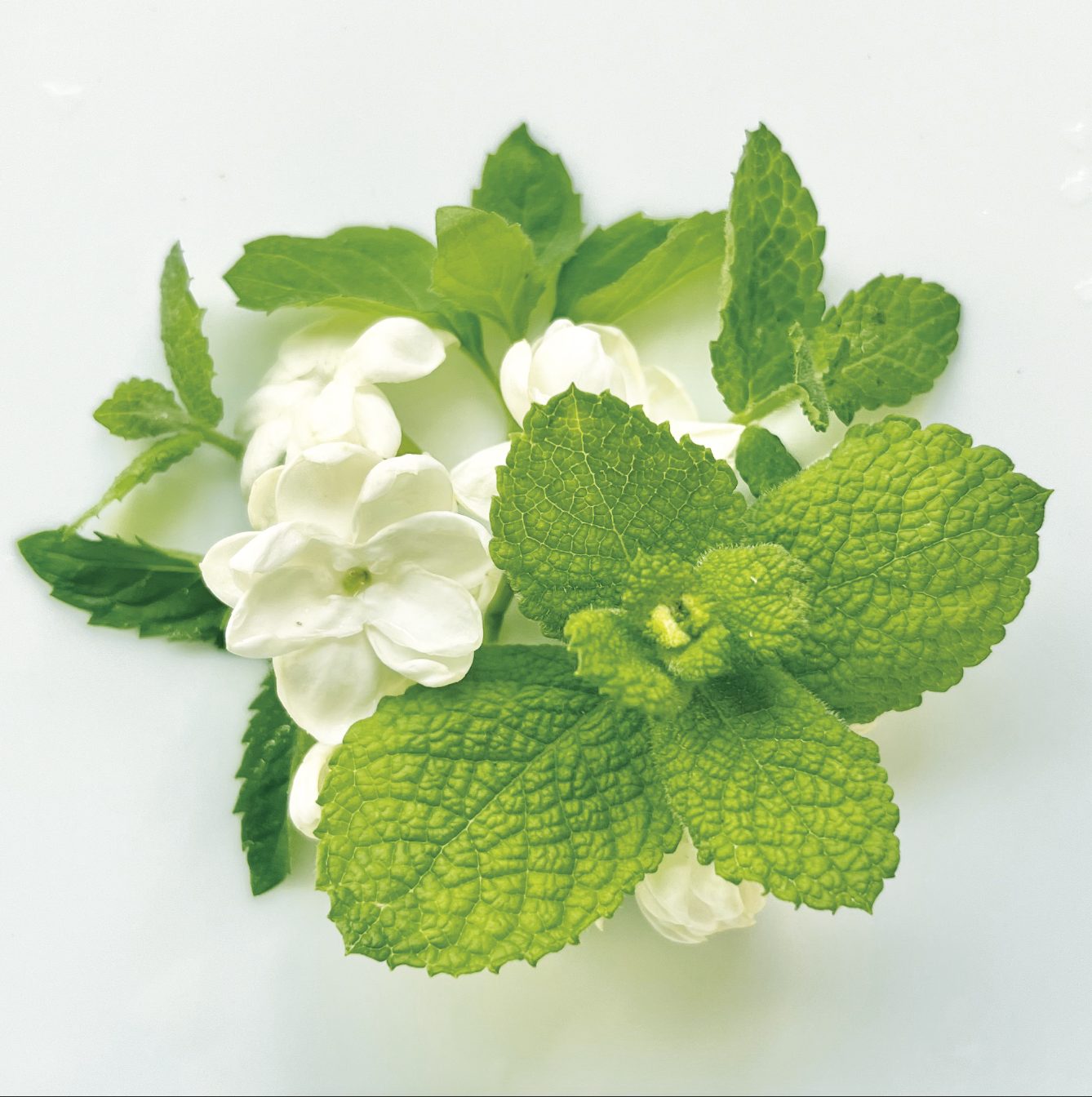 Jasmine Mint オードパルファム 8ml: クレイジージャスミン