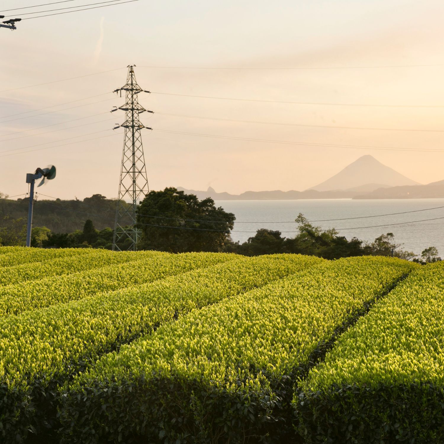 おーいお茶 新茶 錦江町